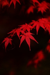 赤と黒