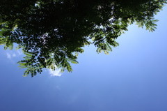 北国の夏