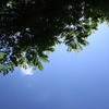 北国の夏