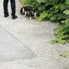 道草