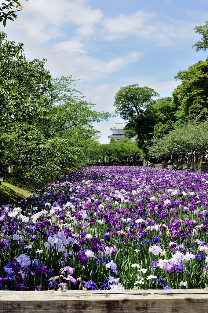 菖蒲とお城