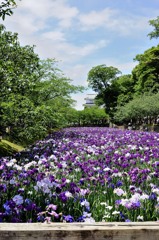 菖蒲とお城