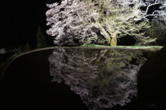 駒つなぎの桜