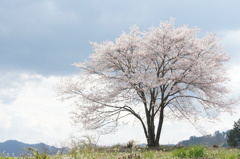 丘の上の桜