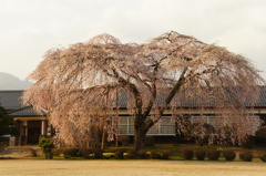 杵原学校　放課後の桜