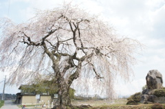 伊豆木の桜