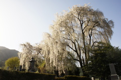 田多井の桜