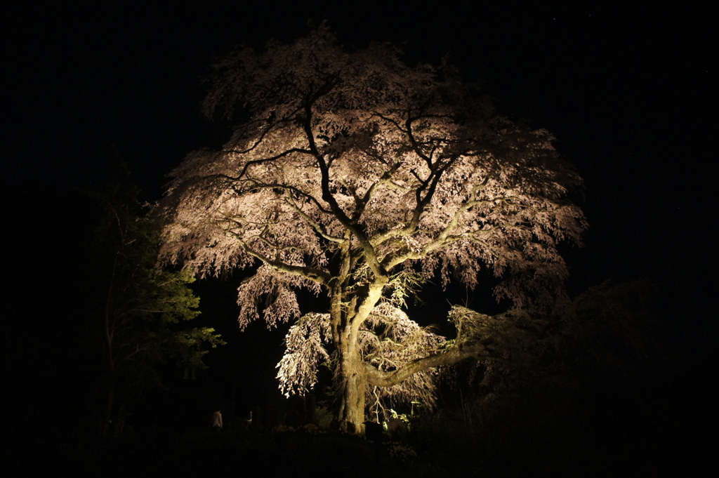 黒船桜