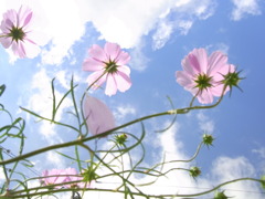 RIMG0689