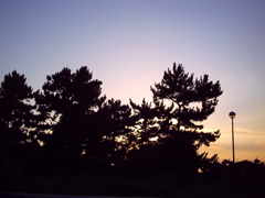sunset pine grove