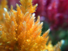 Celosia argentea