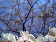 cherry blossom