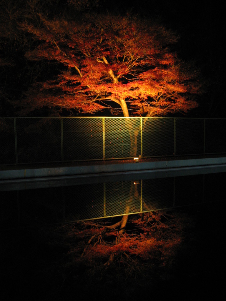 ライトアップ紅葉