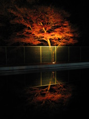 ライトアップ紅葉