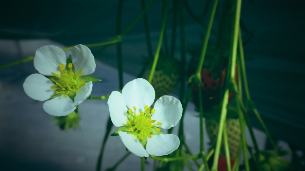 苺の花