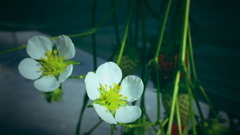 苺の花
