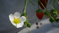 苺の花