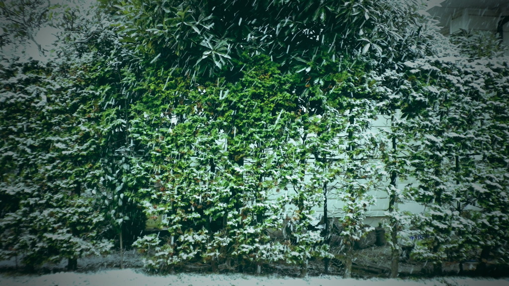 雪
