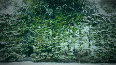 雪