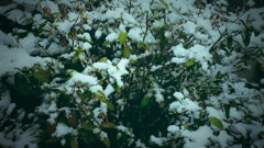 雪