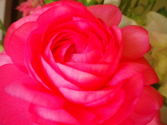 薔薇