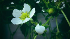 苺の花