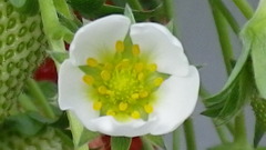 苺の花