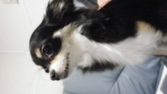 わんちゃん