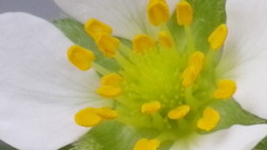 苺の花