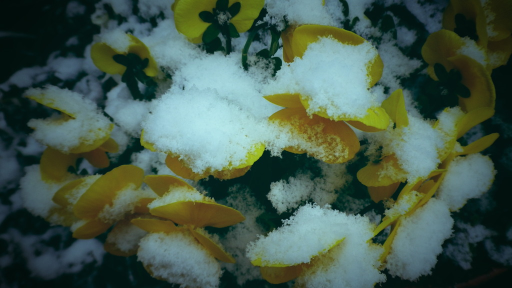 雪