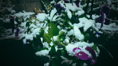 雪