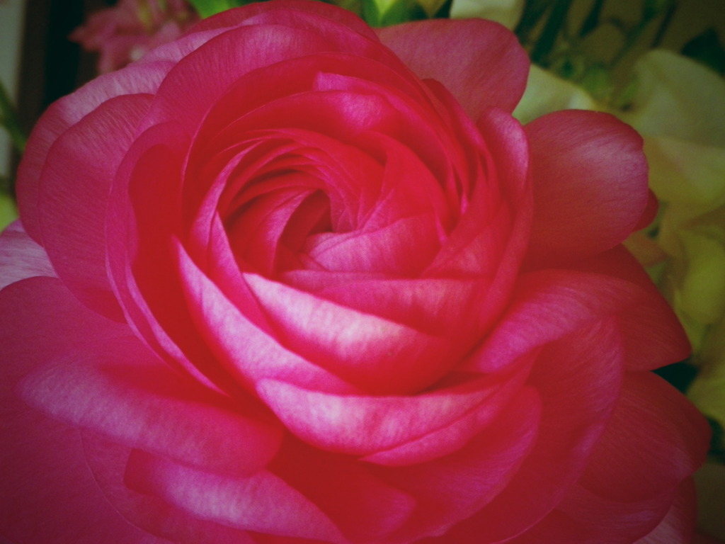 薔薇