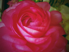 薔薇