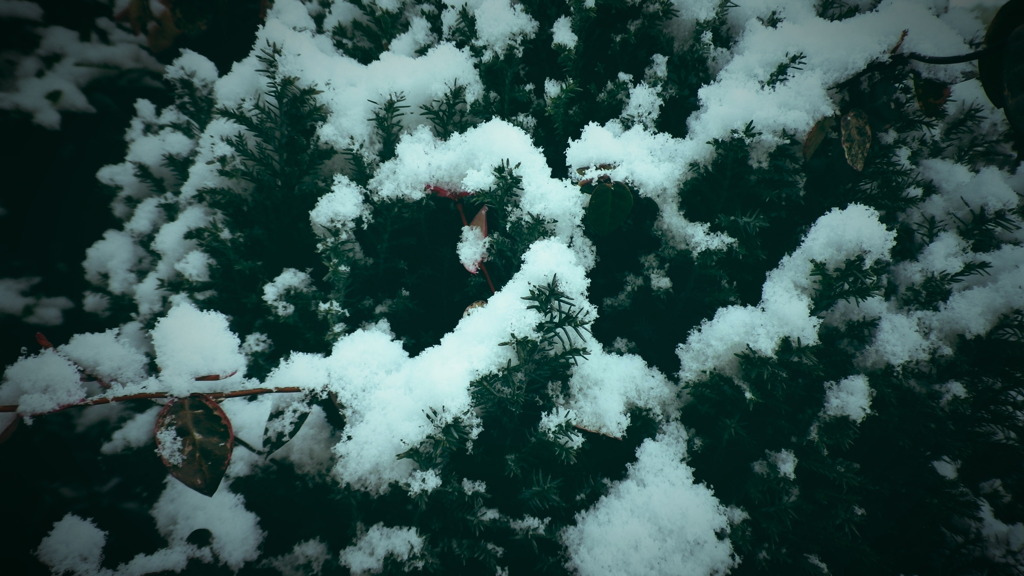 雪