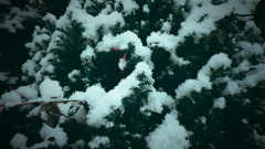 雪