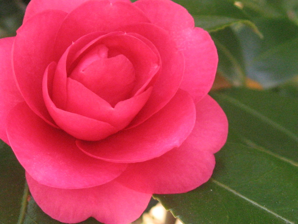 花びら