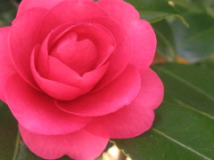 花びら