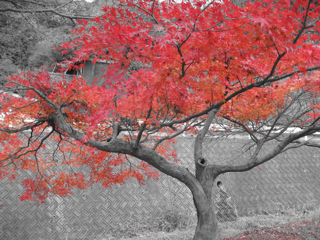 紅葉