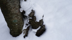 雪