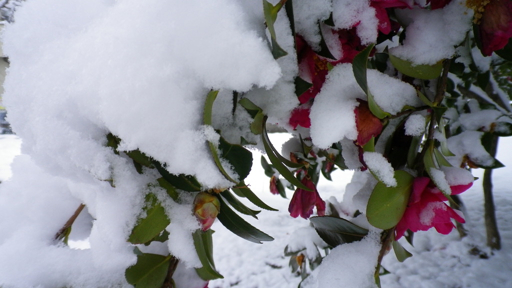 雪