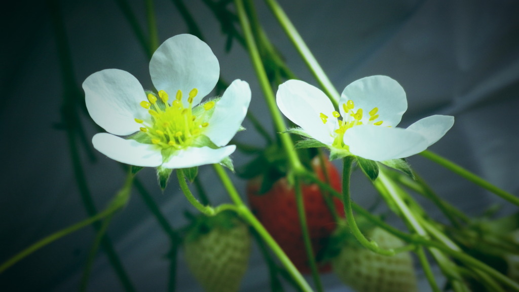 苺の花