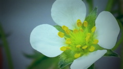 苺の花