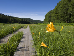 尾瀬2010夏_20100721_074510