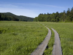 尾瀬2010夏_20100721_073822