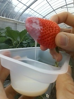 20100411_いちご狩り