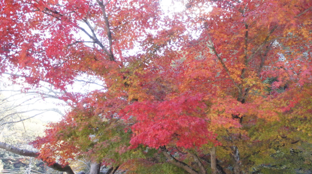20101117_閑谷学校