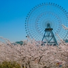 観覧車 featuring 桜