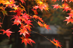 紅葉と朝露
