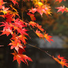 紅葉と朝露
