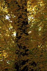 銀杏の紅葉